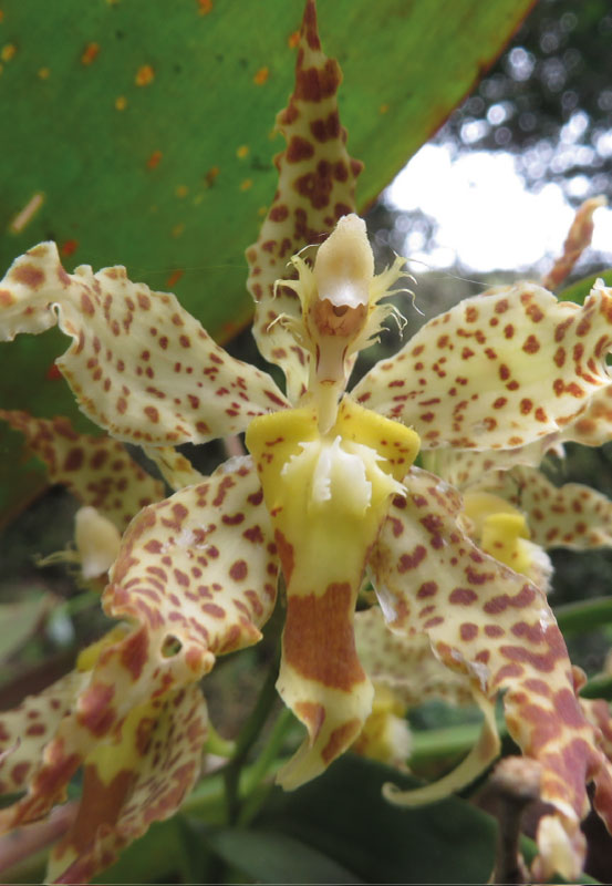 2-orquidea-1-tunkiwasilodge