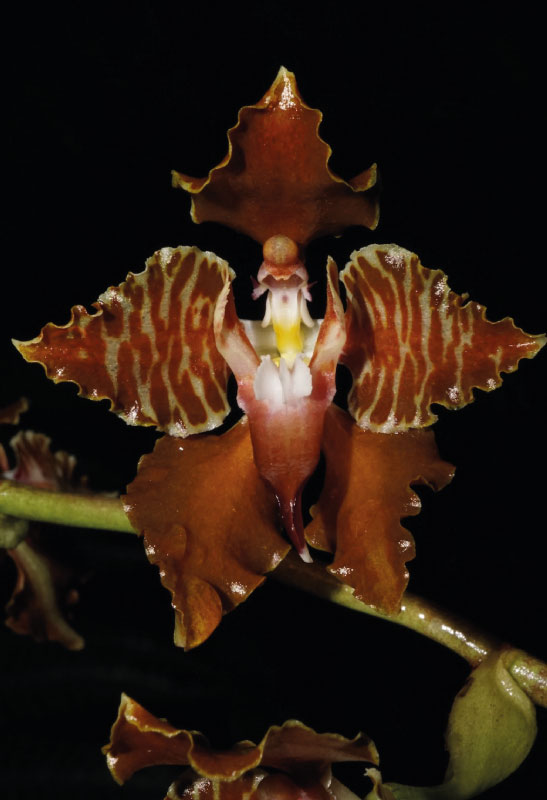 2-orquidea-2-tunkiwasilodge