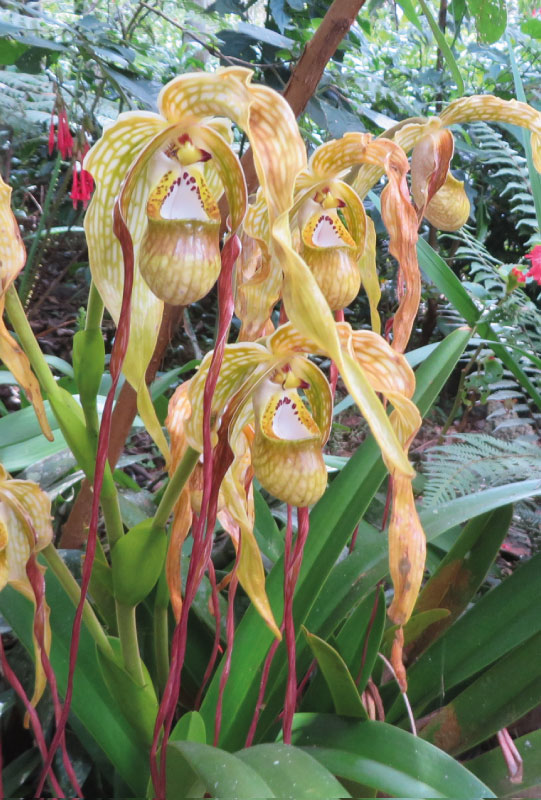 2-orquidea-3-tunkiwasilodge